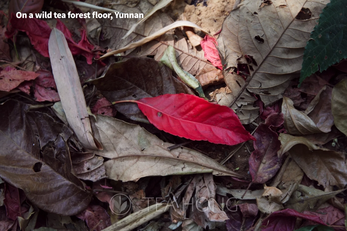 Fallen leaves on the floor of a wild tea tree forest