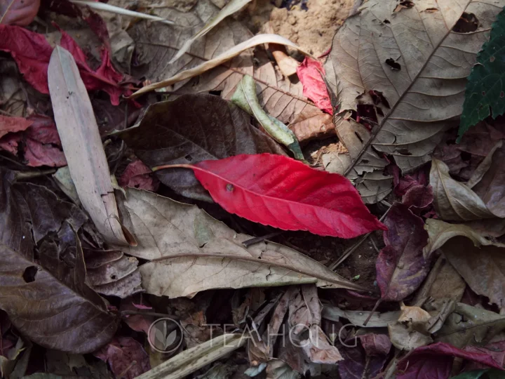 Maocha — The Pu’er Tea that the indigenous mountain people drink
