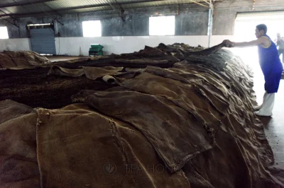 Man covering a pile of tea leaves during post-fermentation for Pu'er