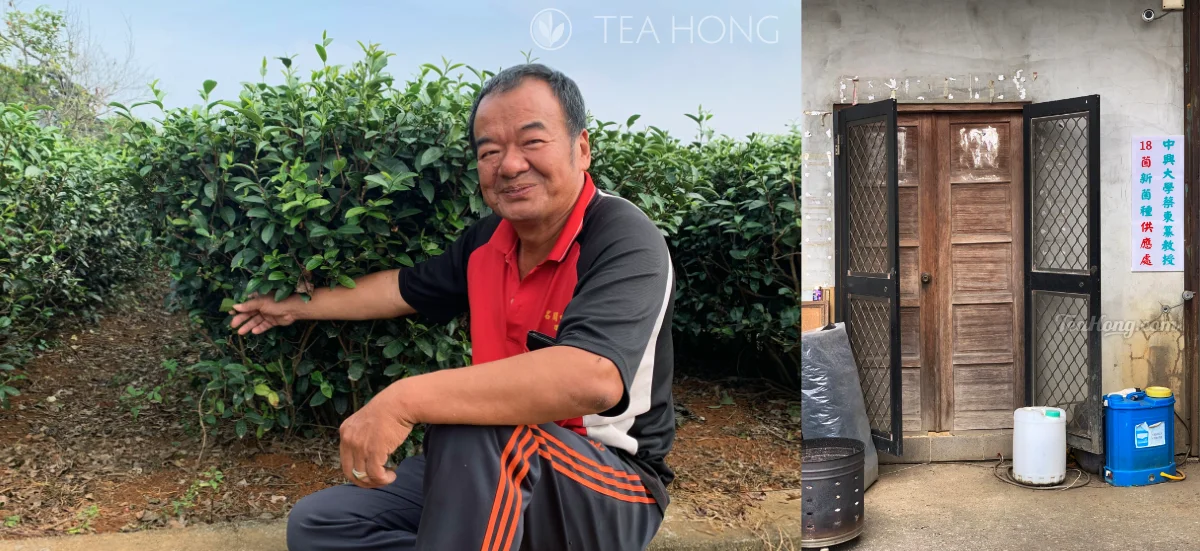 Master Yu sitting down in his tea garden to show how nice he is able to keep the garden without the use of any chemicals