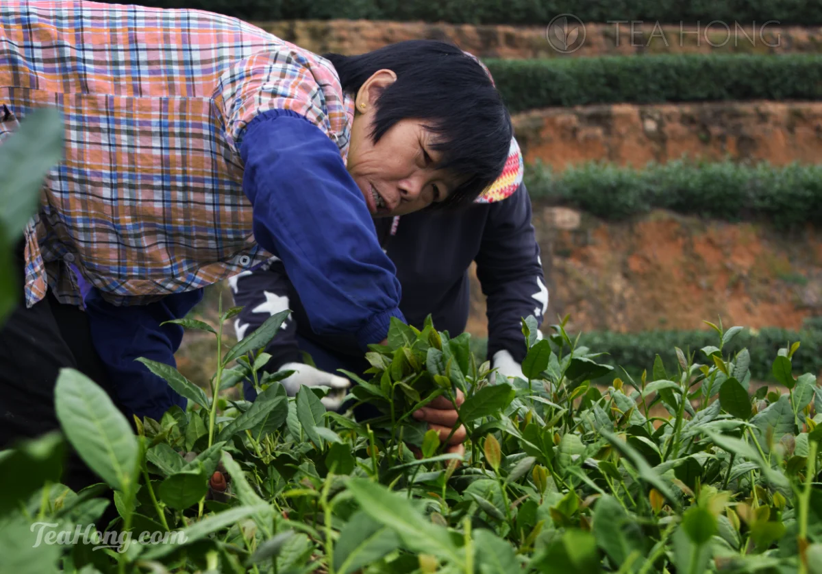 woman bending down to pick tea leaves from low-growing tea bushes