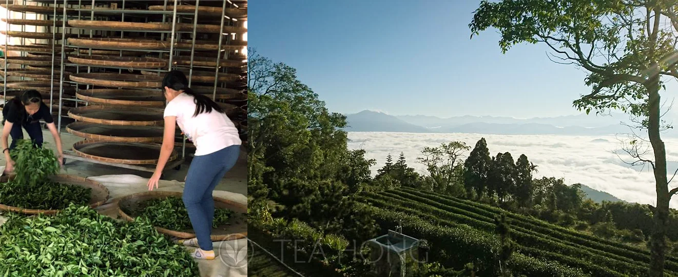 Left: Two young girls shuffling fresh tealeaves in the beginning of the indoor withering process.Right: A mountian top tea farm overlooking a sea of clouds underneath
