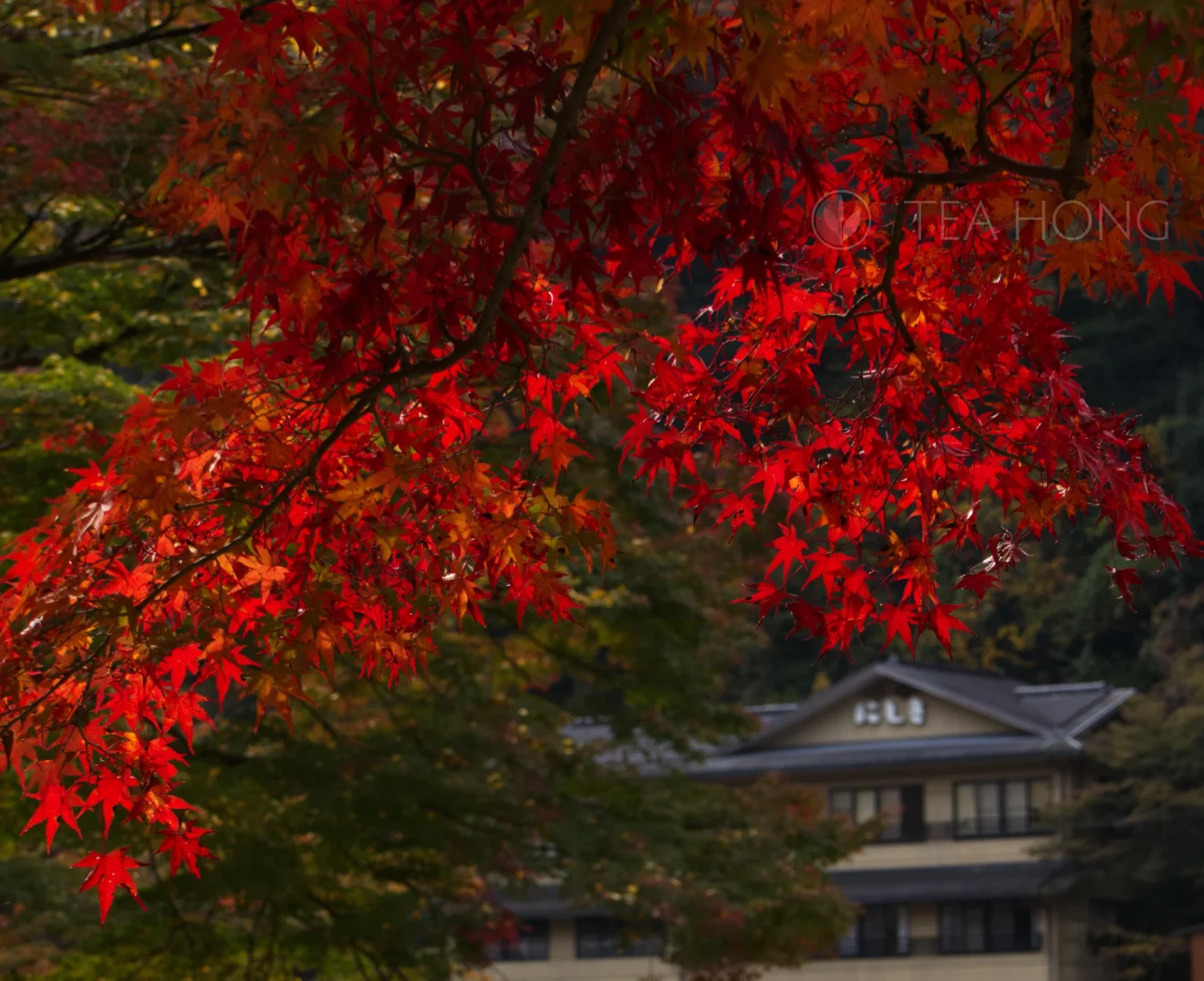 Red leaves on a maple tree with houses on a hill side in the background
