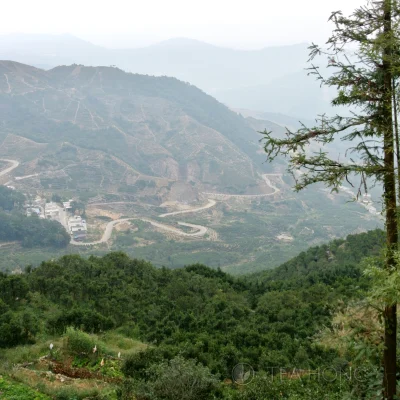 A small tea farm overlooking a valley full of other tea farms, many of which are newer ones