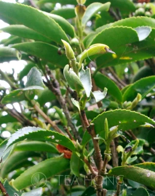 Young leaf buds with a background of fresh green grown leaves on a tea tree