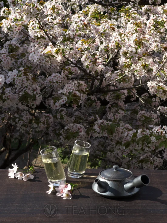 kyuusu under sakura A Kyūsu teapot with two glass cups of tea on a wooden table under a full blooming cherry tree