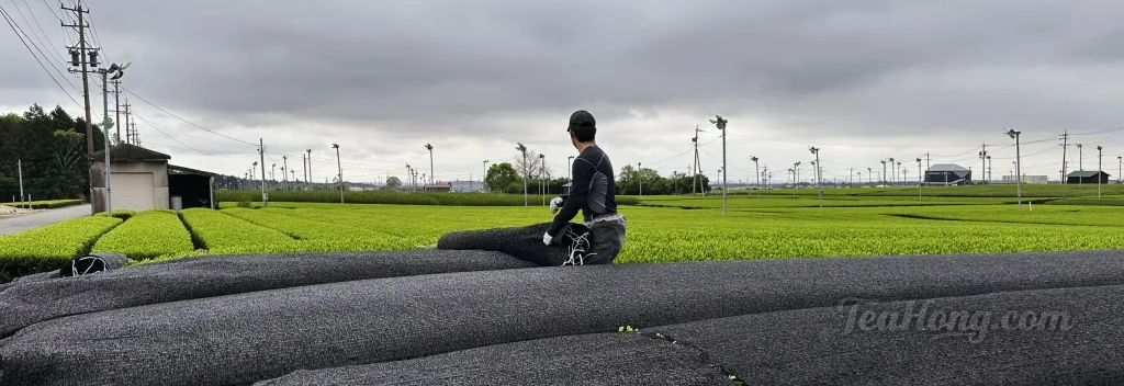 A tea farmer looking at the vast tea field under a cloudy sky while wrapping the tea bushes under shading screens