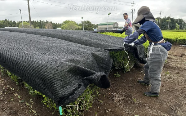 Farmers covering rolls of tea bushes directly with sun screening black meshes