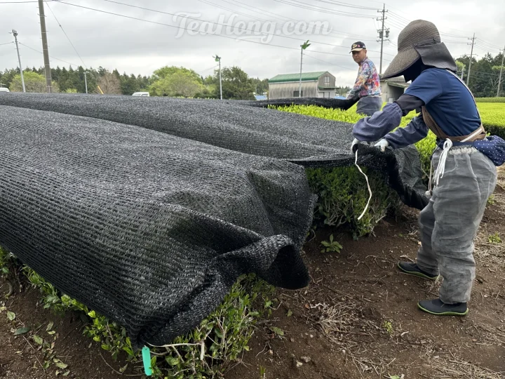 The status of production and prices of tea in Japan