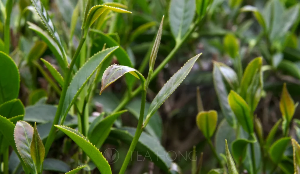 New young leaf buds on tea bushes