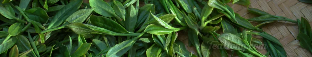 Freshly plucked tealeaves laid on a shallow basket with a ray of sunlight shining on some