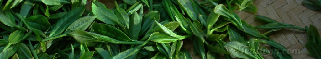 Freshly plucked tealeaves laid on a shallow basket with a ray of sunlight shining on some