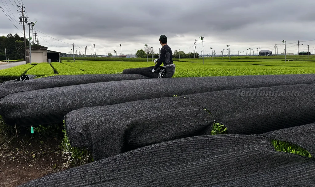 A tea farm worker looking at the cloudy sky as he covers the tea bushes with shading meshes