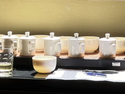 a row of tea taster's mugs and tea bowls in a tasting session, brightly lit by the sun