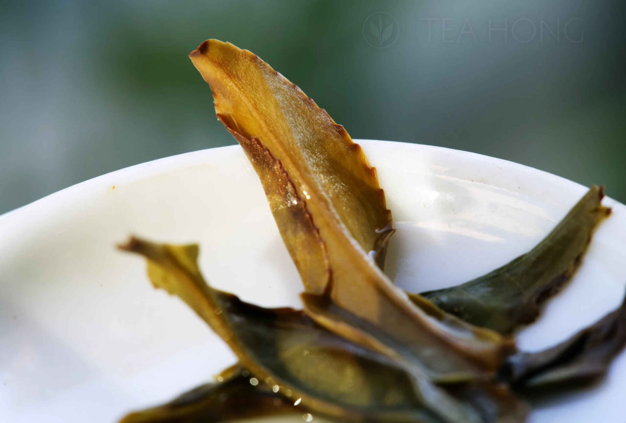 Infused tealeaves showing an evenly thin edge of a deeper orange colour and a centre of a greener shade