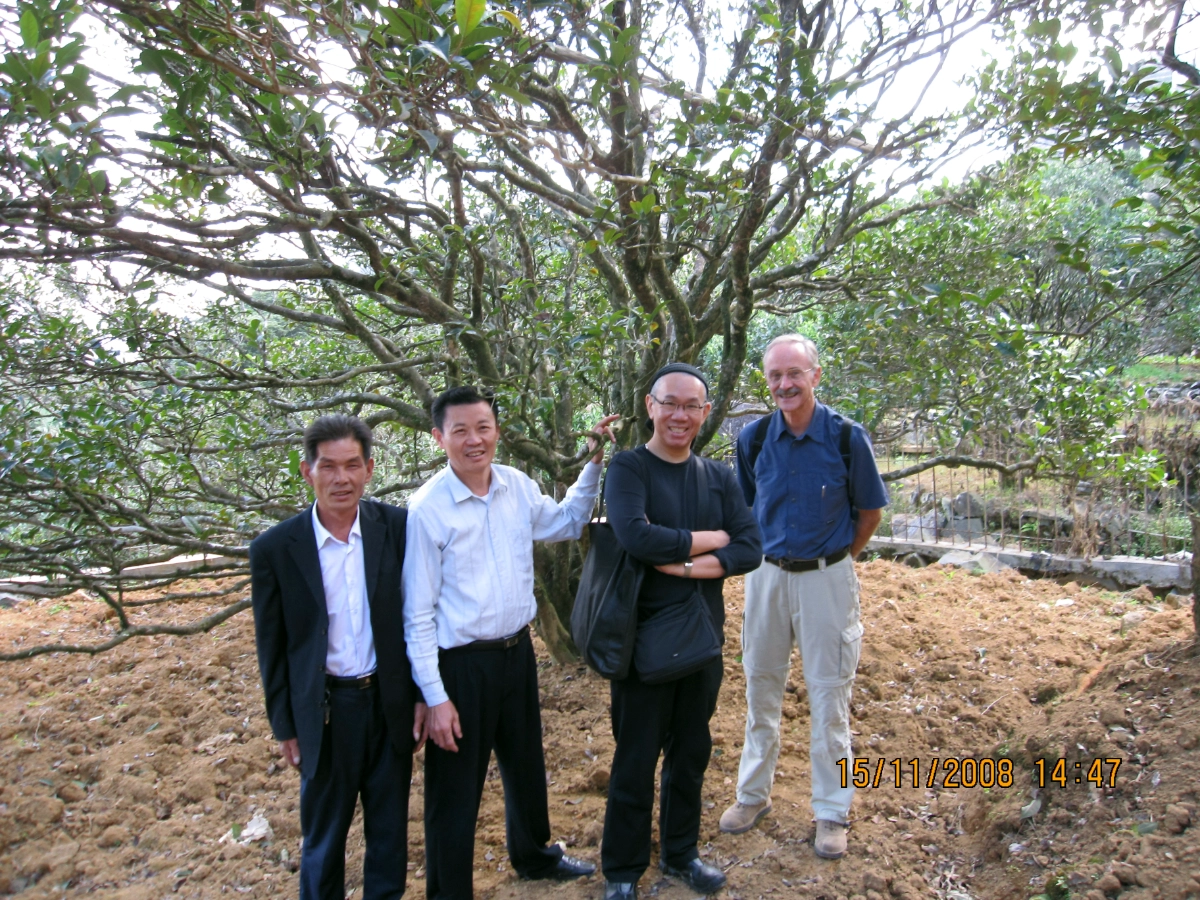 4 men in front of an old tea bush, at least 5 to 6 meter tall, with a wide soil collar