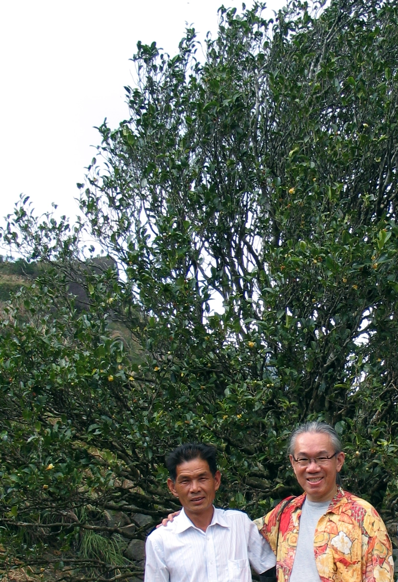 Master Lin and Leo standing in front of a tall tea bush. Small tea flowers dotted the vast tea bush here and there