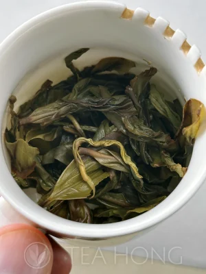 Infused tealeaves of Old Bush Zhilan in a taster's mug, more open than the other photo