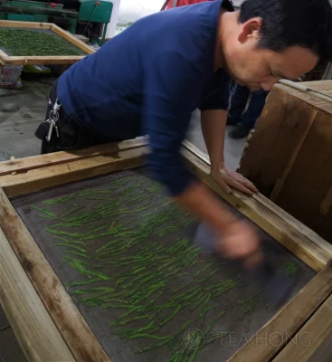 Man squeezing down rows and columns of green leaves pressed down under a mesh screen
