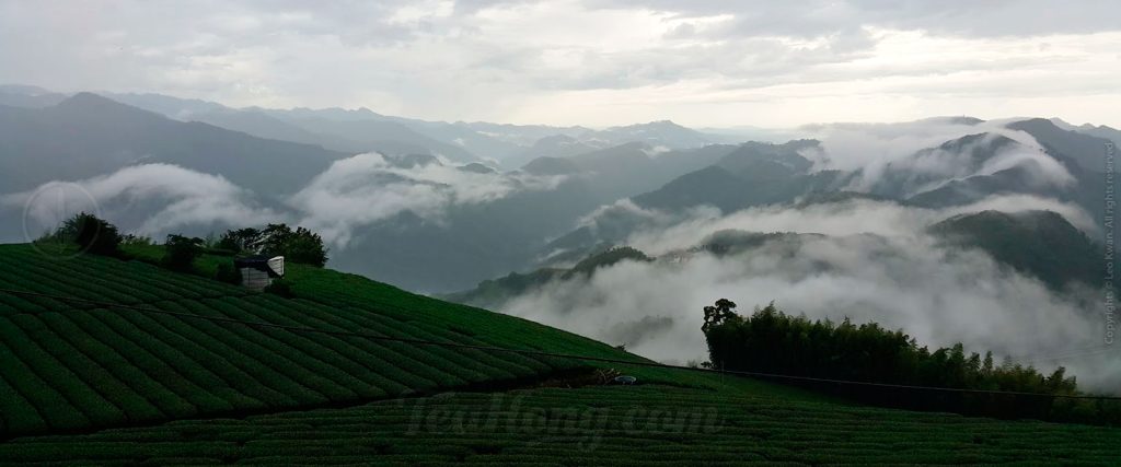 A tea farm on Alishan, with morning clouds covering half of the slopes