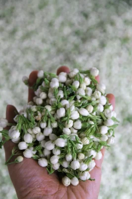 a handful of jasmine flower buds