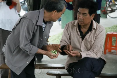 Two men discussing the quality of jasmine flower buds of the day, both holding a bunch of flower buds in the hand