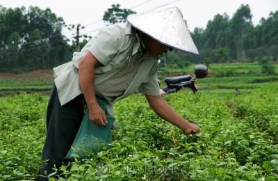 Jasmine flower bud picking on a cloudy morning