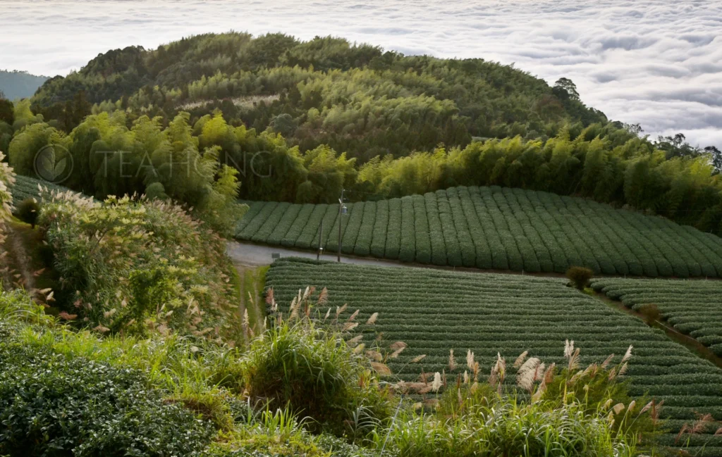 A tea garden on a mountain, surrounded by other vegetations, outlooking to a sea of clouds