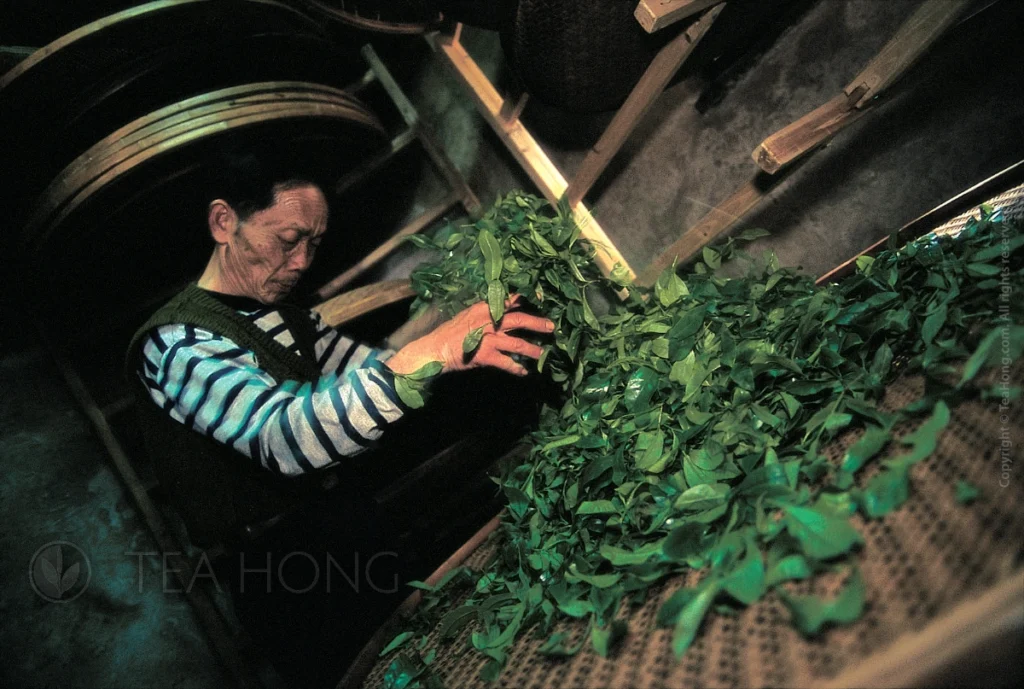 An old tea master lifting a handful of leaves from a bamboo sieve of leaves going through the oolong process