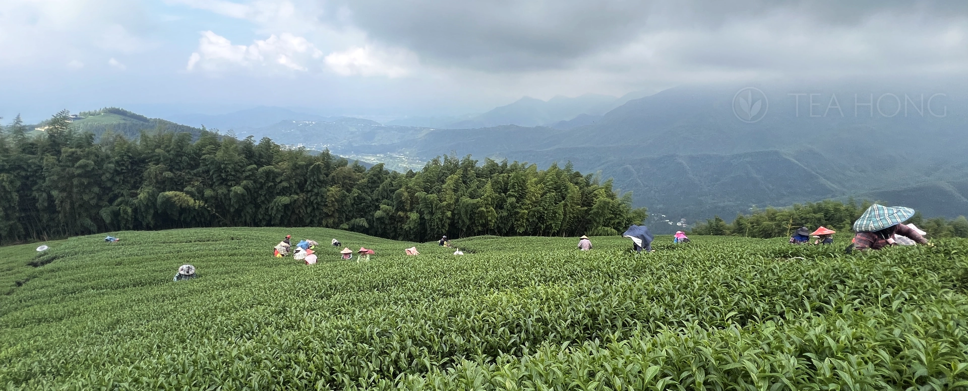 A rolling hill top covered with tea bushes, and fenced by a thick row of bamboo and other plants, with over 12 tea pickers working amongst the bushes, overlooking a far away sunny valley