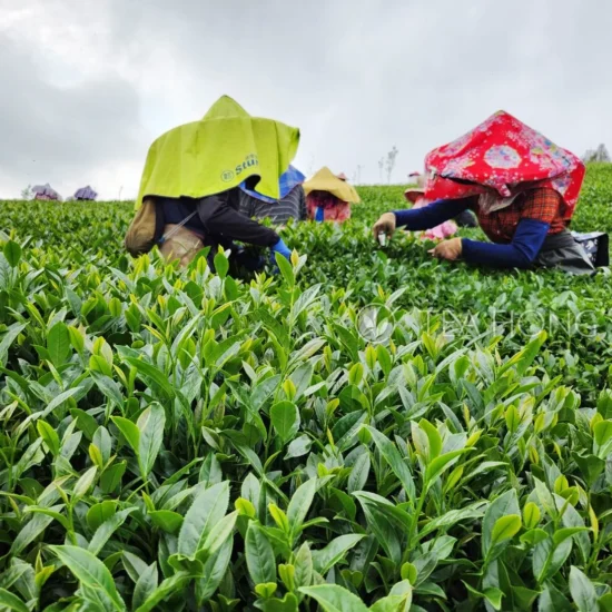 Shan lin xi da lun qin xin tea field pickers tea pickers under protective clothing, with wide beam hats covered with shades that wrap their faces, and wearing gloves with knives, stand amongst thick tea bushes, picking leaves.