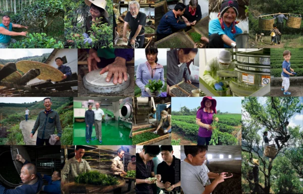 A montage of a large number of photos each of a different tea production person or persons from different regions