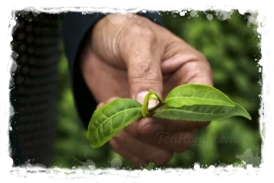 A farmer's hand holding a fresh pick of young tea leaves