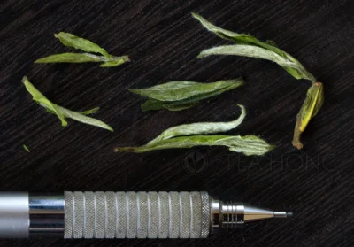 Closeup of a few furry, green and small tealeaves, juxtaposed against the tip of a pencil. 