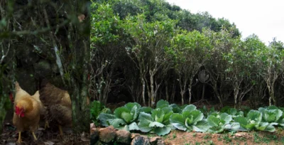 Montage of two scenes in a tea garden: in one there are two chicken frolicking below the tea bushes, in teh other a vegetable patch on the side of tea bushes