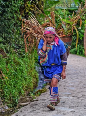 An old lady in the traditional Lahu style outfit carrying a huge back pacp basket filled with grass and other vegetation cuttings.