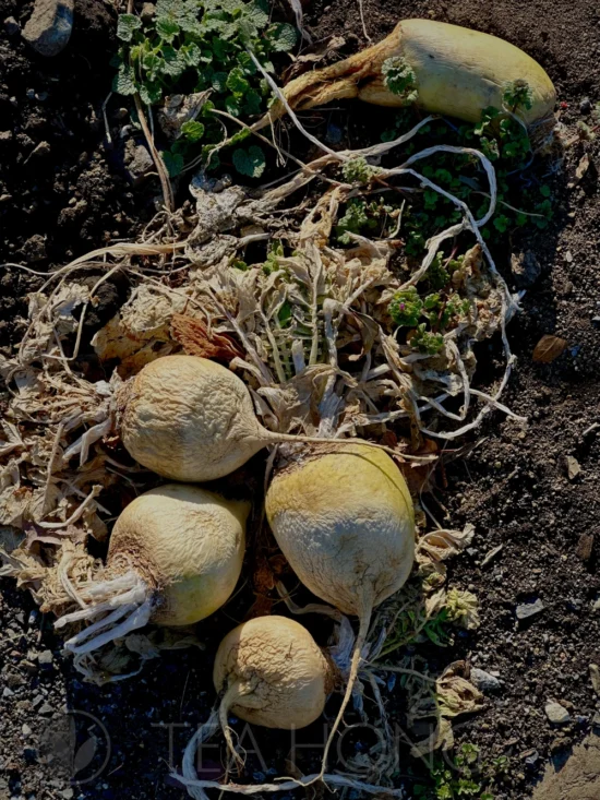 dried daikon in the tea garden Half-dried daikon forgotten in the tea garden