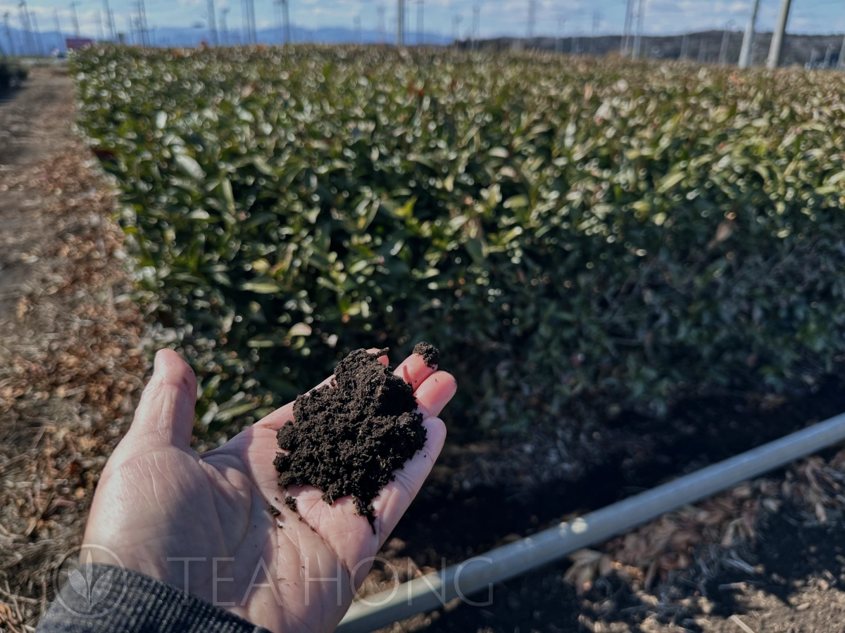 The very dark colour of the volcanic soil we found in most tea gardens in Sayama