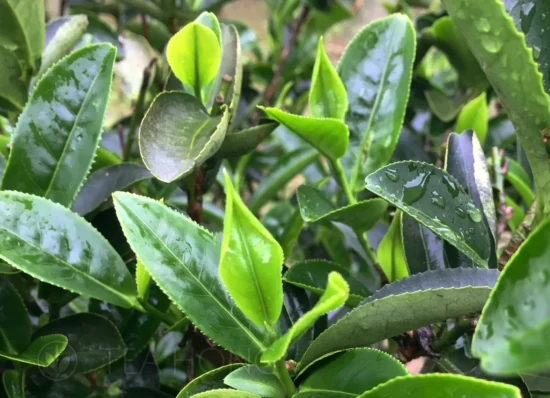 青心柑仔-Chin-Shin-Ganzai-cultivar Closeup of the young leaves of the Ganzai cultivar
