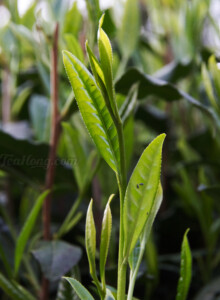 The uniquely long and large size young leaf shoot of the Shi Da Ye tea cultivar Closeup of a long, slender young leaf shoot
