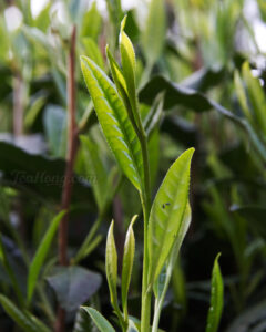 The uniquely long and large size young leaf shoot of the Shi Da Ye tea cultivar Closeup of a long, slender young leaf shoot