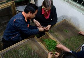 Client from Belgium learning a step in tea processing