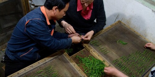 I sometimes takes clients to visit farms. Here one of them is learning how to fold and lay down the freshly roasted tealeaves onto the screen before pressing Client from Belgium learning a step in tea processing