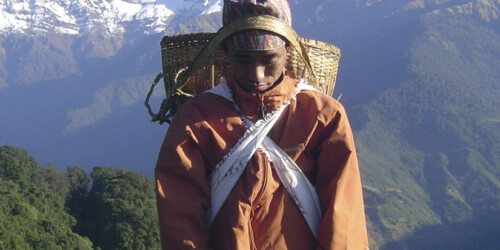 Tea Leaf Picking under the Himalayas