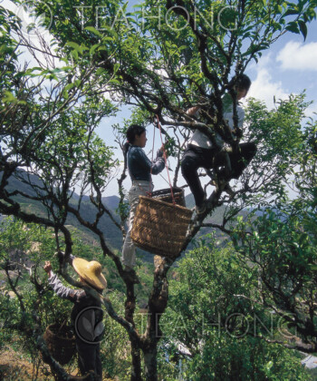 Spring plucking of a tea bush a few hundred years old in Wudong, Phoenix Tea-picking on an old bush