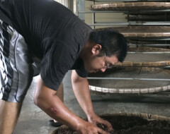 Young tea master processing Red Jade black tea, Nantou, Taiwan