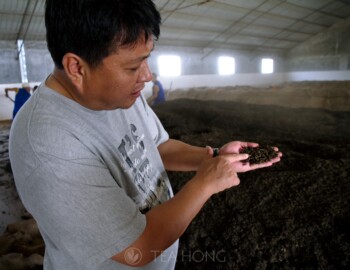 Young Master Zou explaining about degree of fermentation with a handful of tealeaves undergoing the post-fermentation process in the making of shu cha pu'er. Menghai, Yunnan. Young Master Zou explaining about degree of fermentation with a handful of tealeaves undergoing the post-fermentation process in the making of shu cha pu'er.