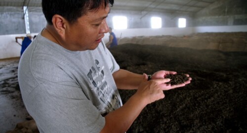 Young Master Zou explaining about degree of fermentation with a handful of tealeaves undergoing the post-fermentation process in the making of shu cha pu'er. Menghai, Yunnan. Young Master Zou explaining about degree of fermentation with a handful of tealeaves undergoing the post-fermentation process in the making of shu cha pu'er.