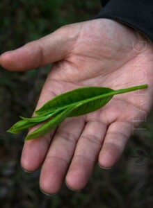 A pick of young tea leaf shoot that is premature yet for Taiping Houkui production is already 4/5 of the palm's length a pick of young tea leaf shoot that is 4/5 of the palm's length