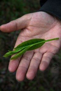A pick of young tea leaf shoot that is premature yet for Taiping Houkui production is already 4/5 of the palm's length a pick of young tea leaf shoot that is 4/5 of the palm's length